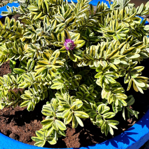 Novas plantas para o Jardim